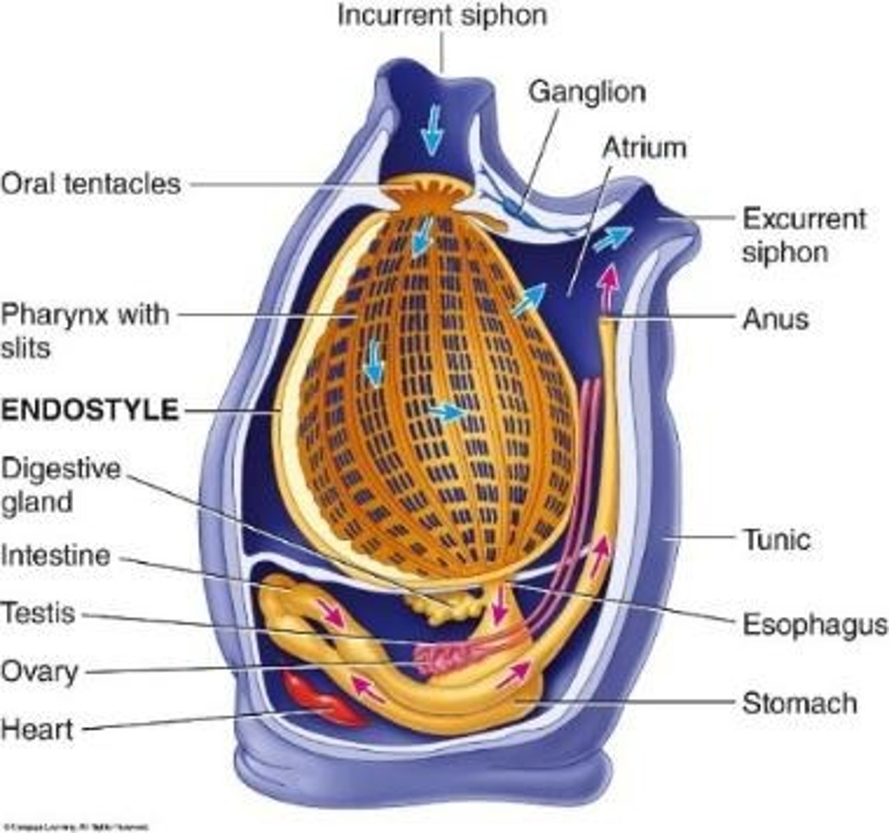 <p>Invertebrate chordates, including tunicates.</p>