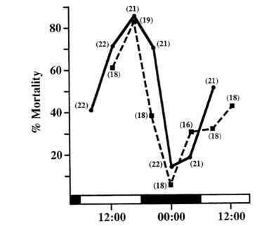 <ul><li><p>The mortality of rats being injected by deadly poison was different based on time of administration</p></li></ul><p></p>