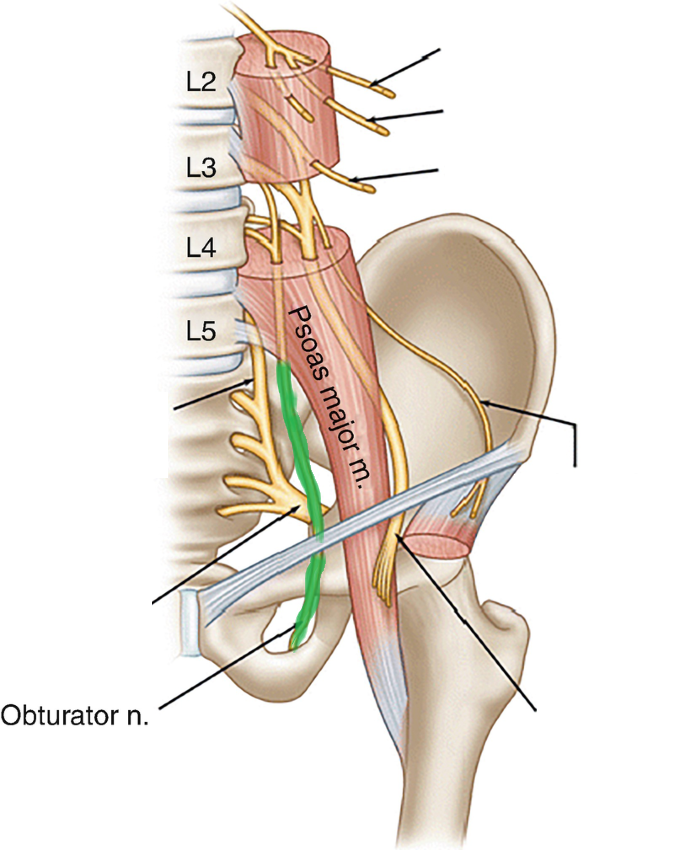 <ul><li><p>from ventral rami levels L2-L4</p></li><li><p>runs medial to psoas major</p></li><li><p>enters medial thigh through obturator foramen</p></li></ul><p></p>