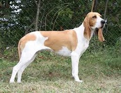 <p>Origin: France</p><p>Height: 24-28 in</p><p>Weight: 75-77 lbs</p><p>Life Span: 10 yrs</p><p>Type: Scent Hound</p>