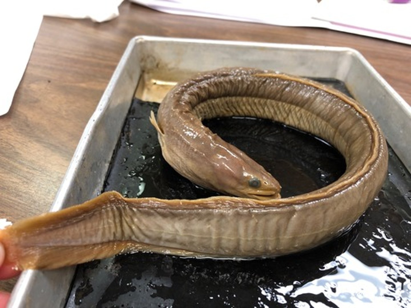 <p>freshwater eels</p>