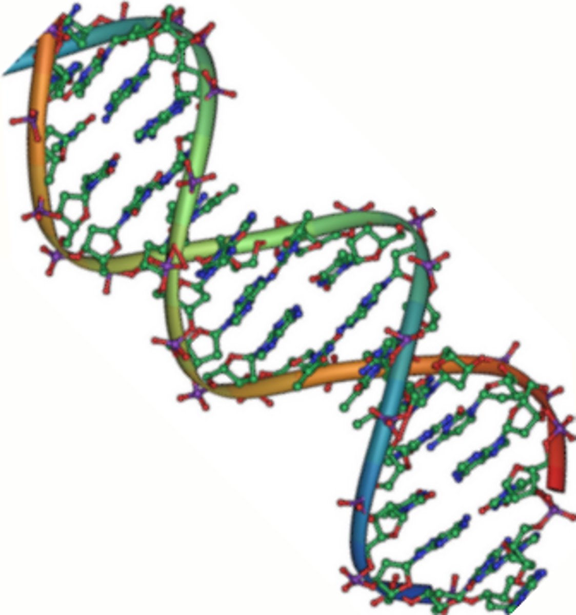 <p>A twisted ladder called a Double Helix.</p>