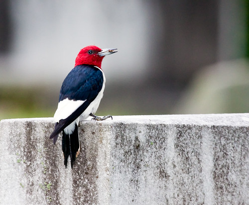 <p>Order: Piciformes Family: Picidae</p>