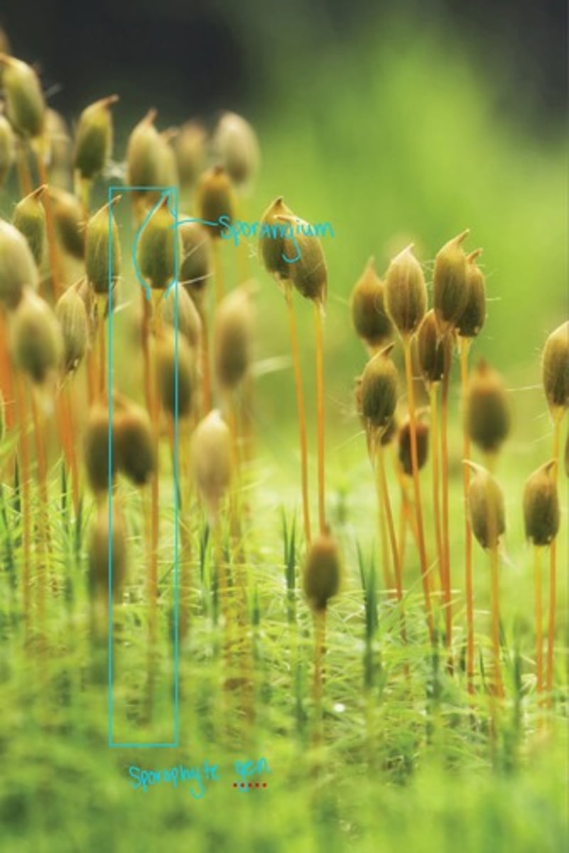 <p>Generation : sporophyte</p><p>Structure : sporangium</p>