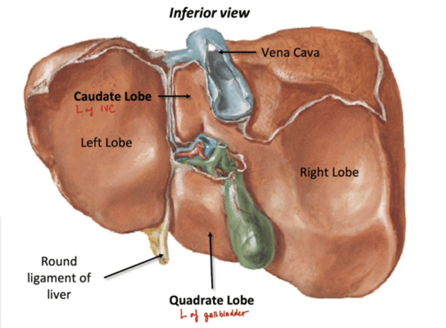 <p>Individual lobes, but part of Left lobe</p><p>-Caudate Lobe- left of IVC</p><p>-Quadrate Lobe- left of gallbladder</p><p>Porta Hepatitis: hilum of liver</p>