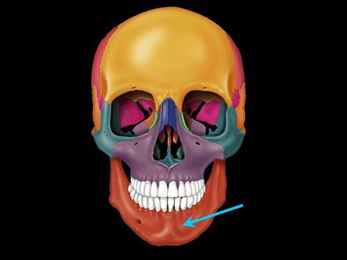 <p>aka jaw</p><p>has sockets for the lower teeth</p><p>has a condylar process, coronoid process, mandibular foramen, mental foramen</p>