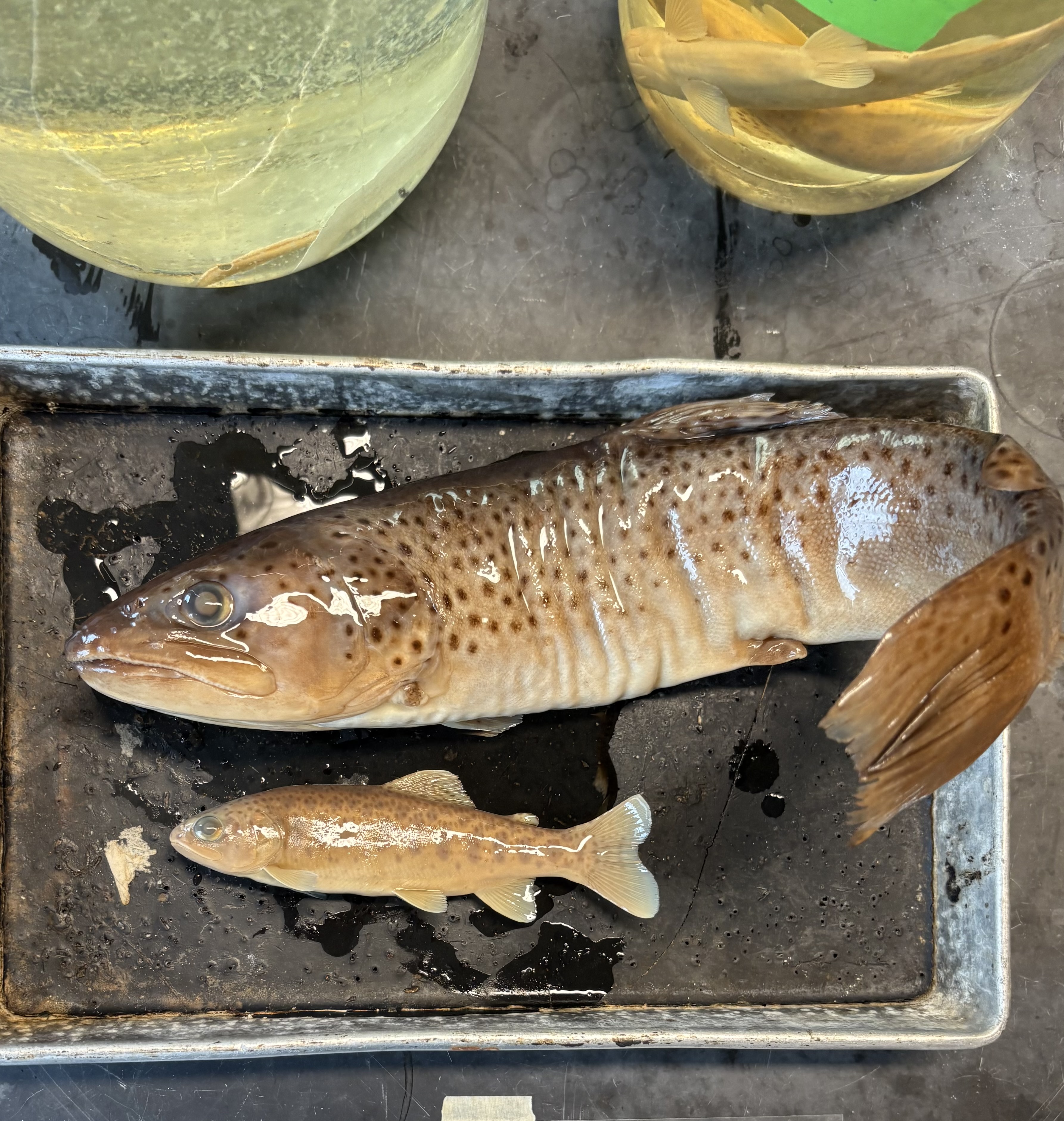 <p>name the superclass, class, subclass, order, and common name of this organism</p>