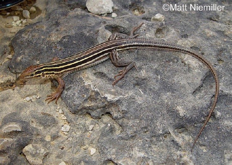 <p>A long, slender, fast-moving lizard (6.0 to 9.5 inches in length) with 6 light stripes, extending from the head down to the tail, on a dark brown or black background color.   Stripes can be yellow, white, gray, or pale blue.  Bellies are white to salmon-pink for females and bluish for males.  Tail is gray or brown and has a rough feel.  Adult males have a broader head than females; females have a heavier body.</p>