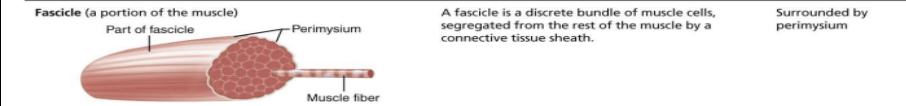 <p>a discrete bundle of muscle cells segregated&nbsp;from the rest of the muscle by a connective tissue sheath&nbsp;</p><p><strong>What are its connective tissue wrappings/what surrounds it?&nbsp;</strong></p><p>surrounded by perimysium&nbsp;</p>