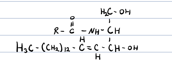 R-carbon chain of fatty acid

precursor of other sphingolipids