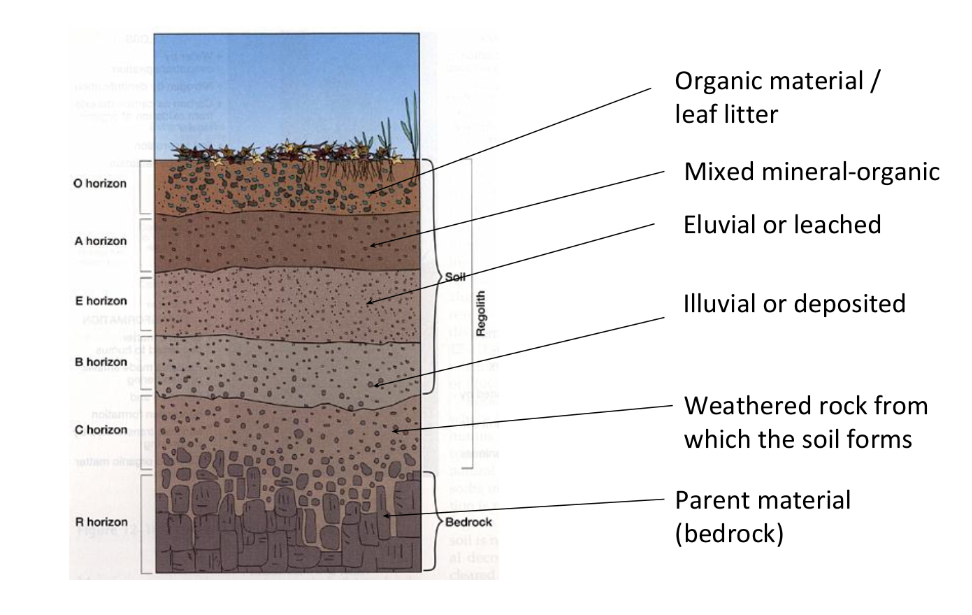 <p>O Horizon - Organic material/leaf litter</p><p>A Horizon - Mixed mineral-organic (humus layer)</p><p>E Horizon - Eluvial or leached</p><p>B Horizon - Illuvial or deposited</p><p>C Horizon - Weathered rock from which the soil forms </p><p>R Horizon - Parent material (bedrock)</p>