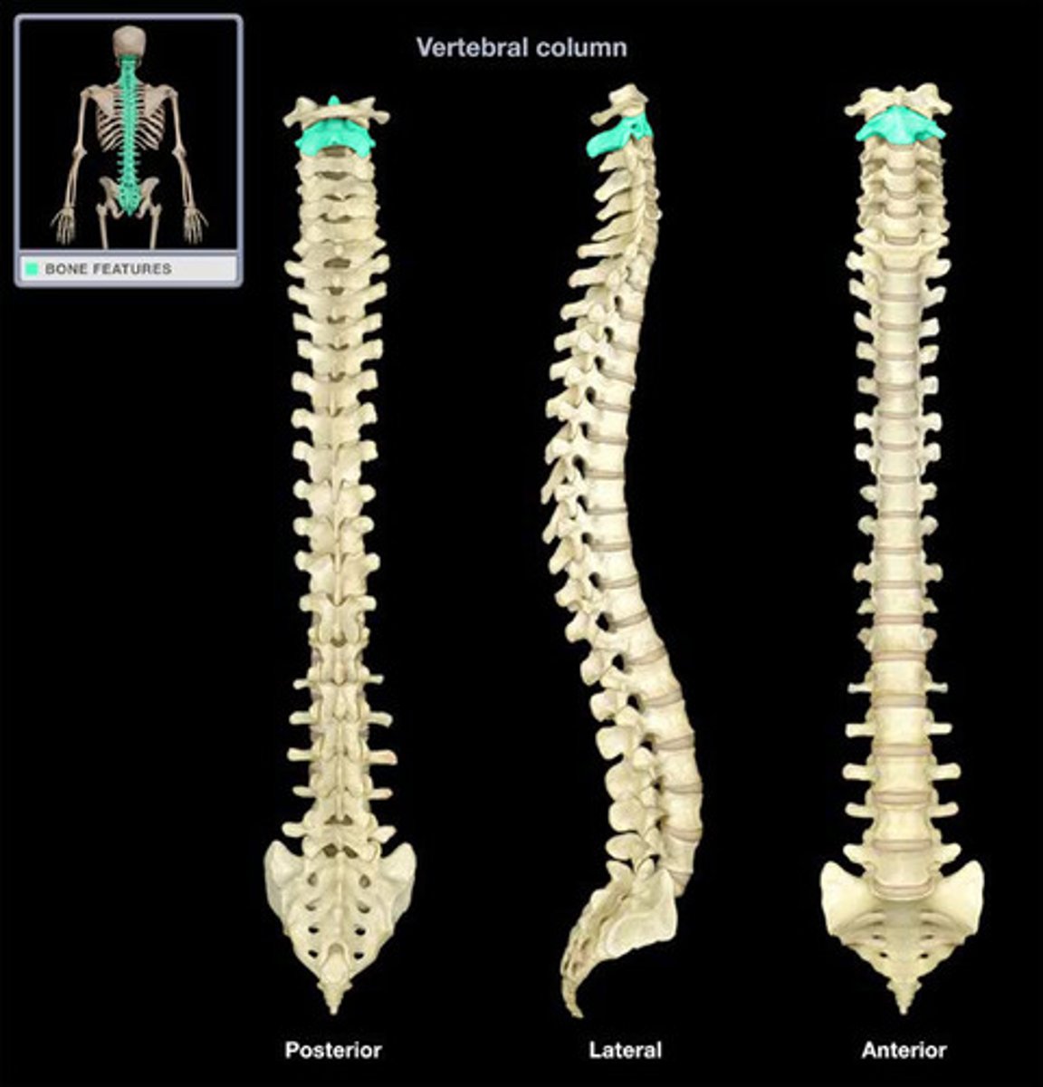 <p>The second cervical vertebra that allows for the rotation of the head.</p>