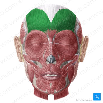 <p>F: Raises eyebrows; I: Temporal and zygomatic branch of CN VII</p>