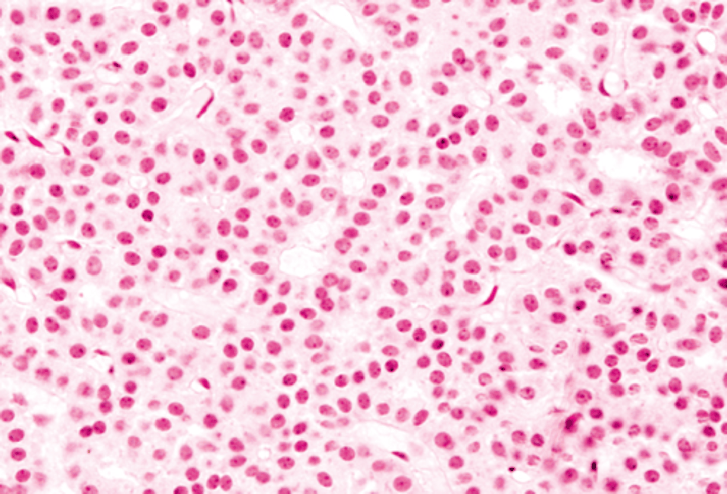 <p>What cell of the parathyroid gland:</p><p>-most abundant</p><p>-small, light staining pale cytoplasm and central nuclei</p>