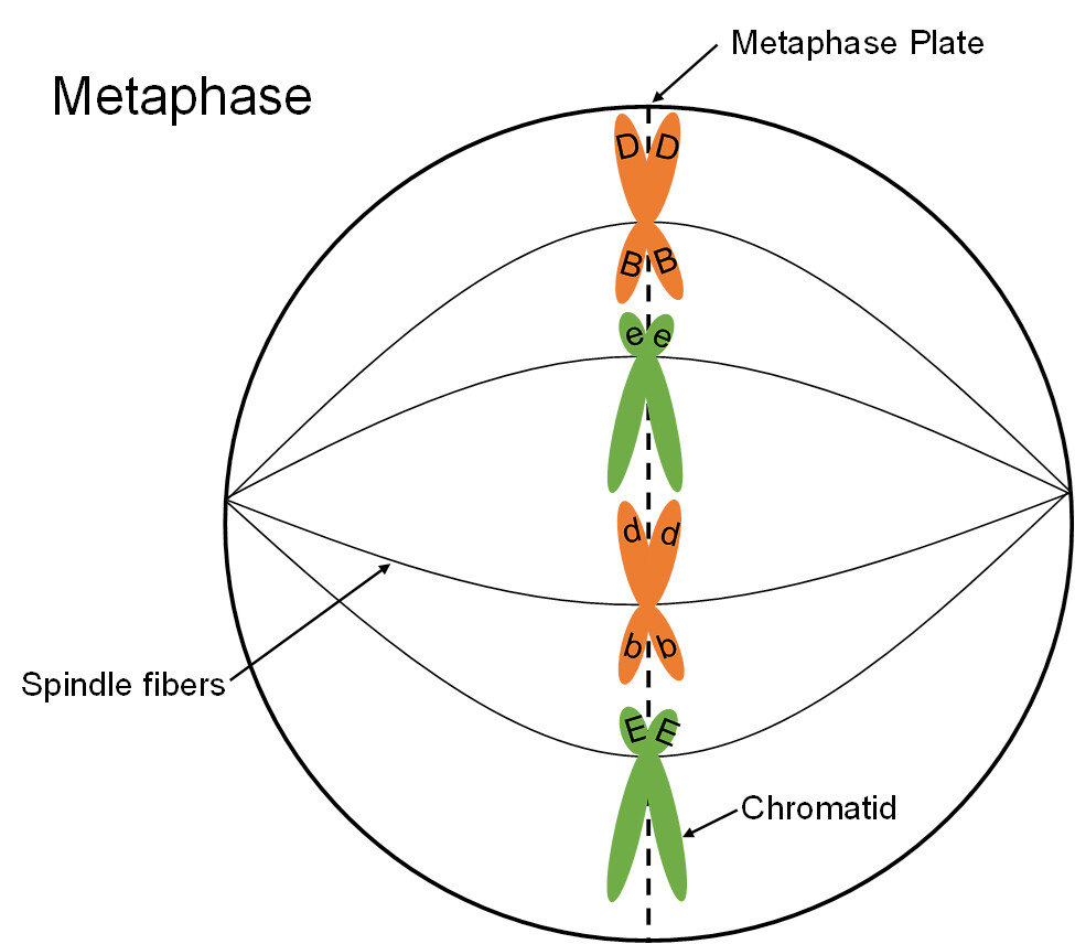 <p>In <strong>metaphase</strong>, the <strong>nuclear membrane</strong> breaks down and spindle fibres extend from the cell’s <strong>poles</strong>, aligning <strong>chromosomes </strong>along the <strong>equator </strong>in preparation for separation.</p>