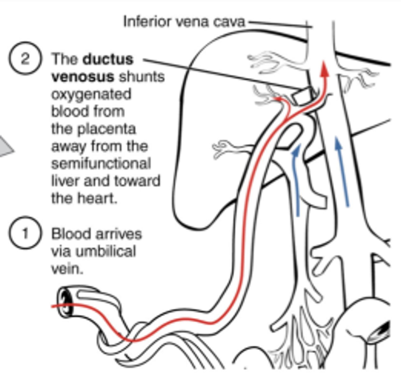<p>It connects the umbilical vein to the inferior vena cava (IVC).</p>