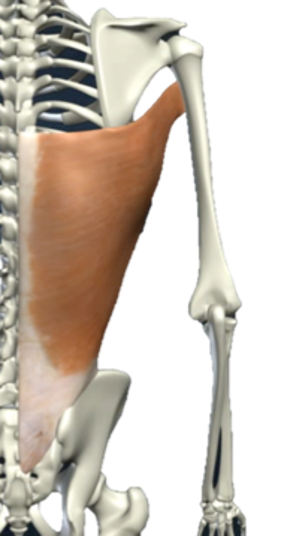 <p>What muscle is this?</p>