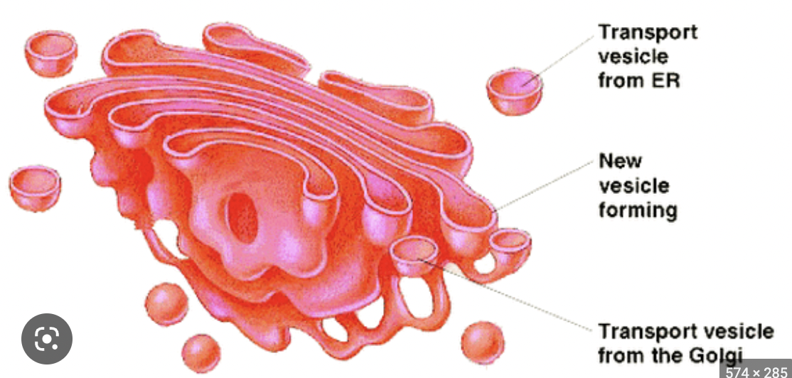 packages and transports proteins and lipids