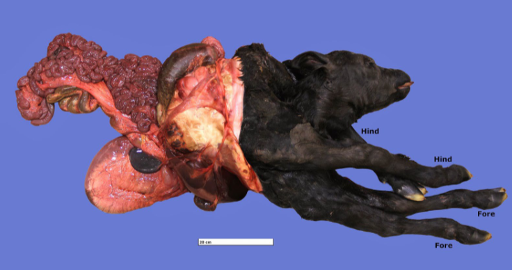 <p>Schistosoma reflexus – Clinical signs</p>