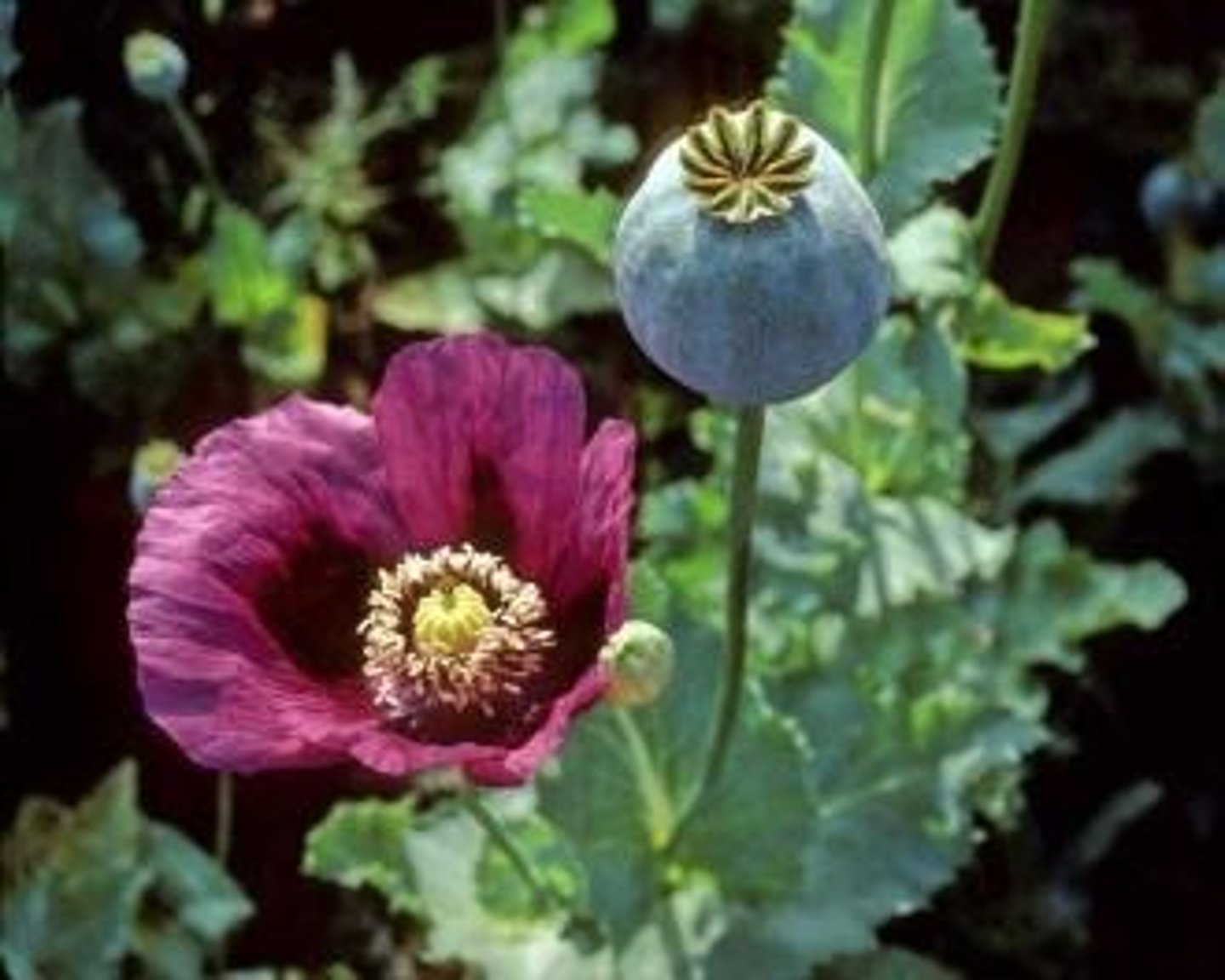 <p>[De Historia Plantarum Notorious poisonous plants included: ]</p><p>Commonly known as opium poppy</p>