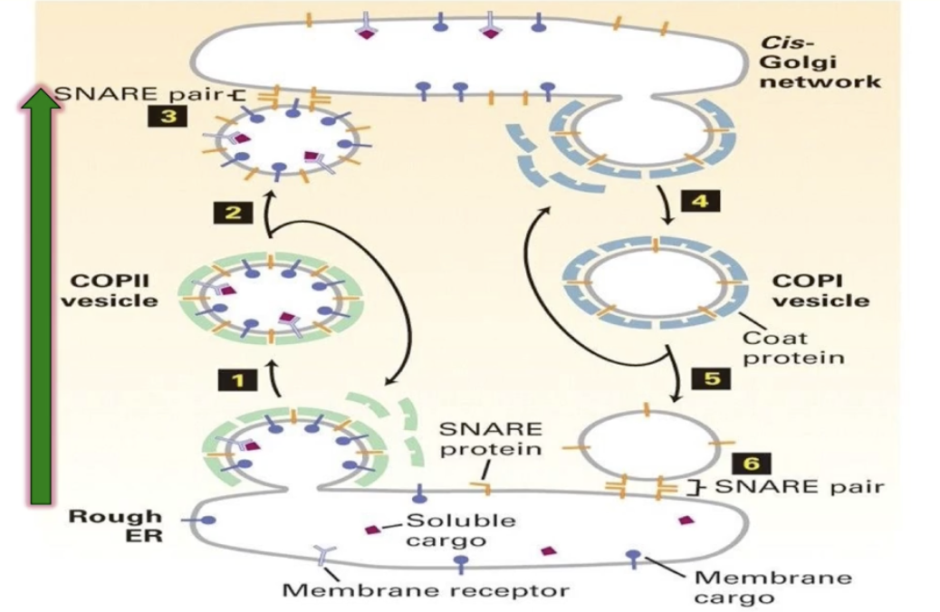 <ul><li><p>To return ER resident proteins accidentally sent to Golgi</p></li><li><p>To recycle SNAREs and COPII cargo receptors for reuse</p></li><li><p>To send unfolded/misfolded proteins back to ER for refolding or degradation</p></li></ul><img src="https://knowt-user-attachments.s3.amazonaws.com/cdc9e132-d4b7-4ce5-9c37-180b79ff6dba.png" data-width="100%" data-align="center"><p></p>