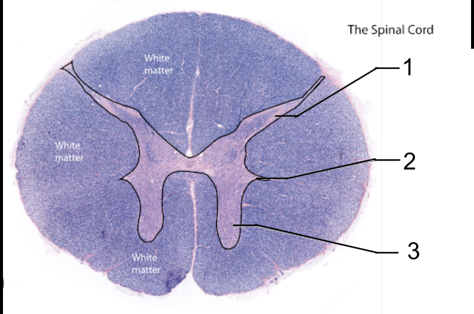 <p>#2, what are the structural components?</p>