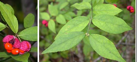 <p>Celastraceae</p><p>Euonymus americanus</p>