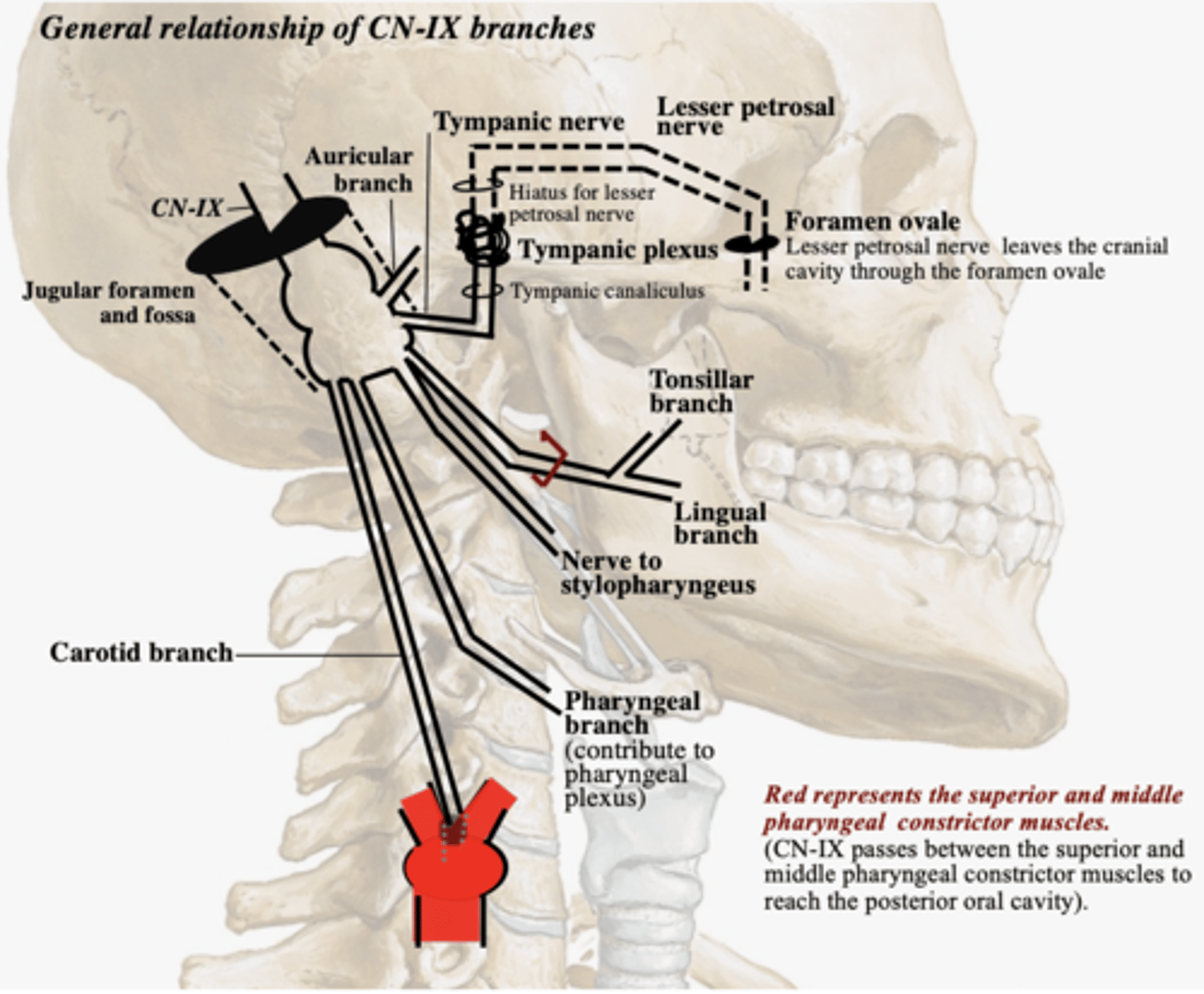 <p>otic ganglion</p>