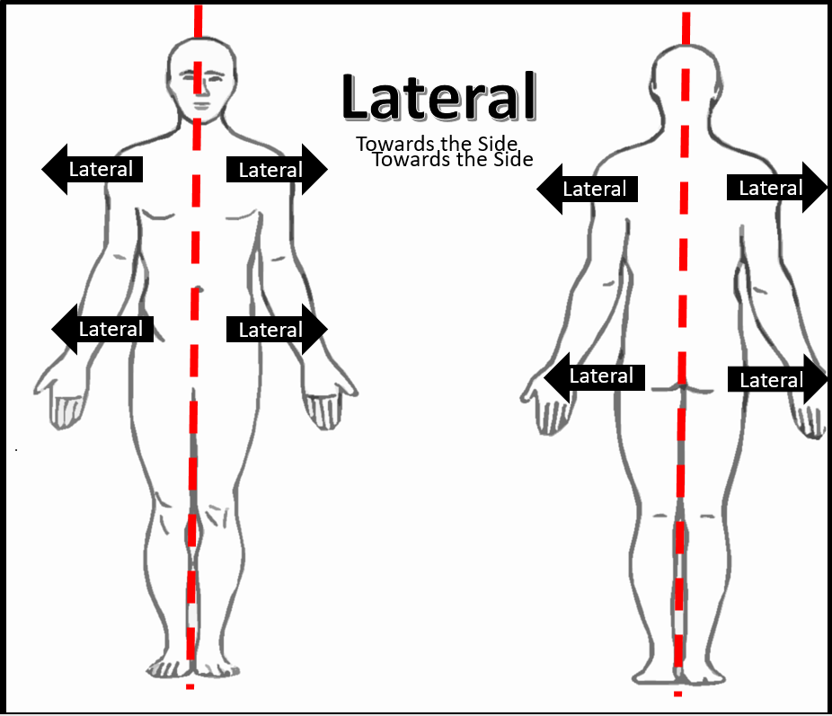 <p>Lateral</p>