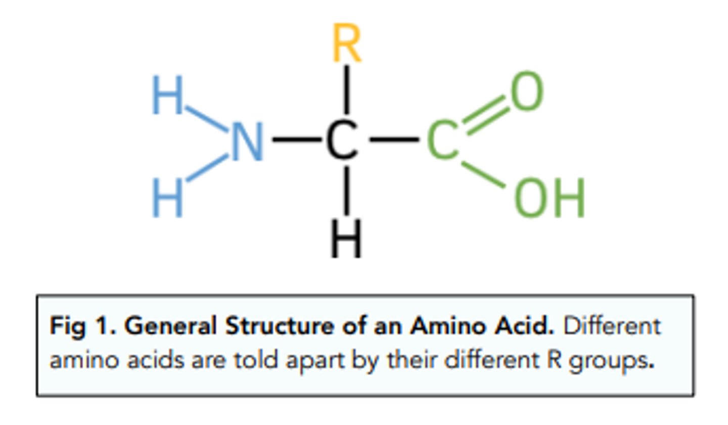 <p>- A central carbon with a hydrogen</p><p>- An amine group, a carboxyl group and an R group (variable group - the R group is the difference between different amino acids)</p>