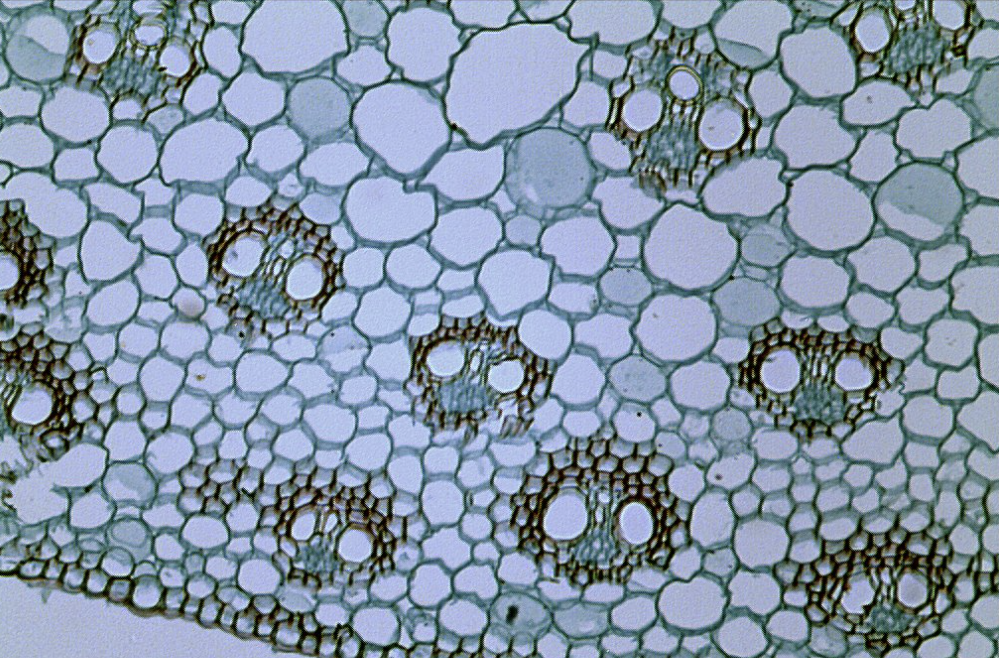 <p>Light Microscopy (Brightfield)</p>