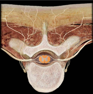 <p>Which structure is highlighted?</p>