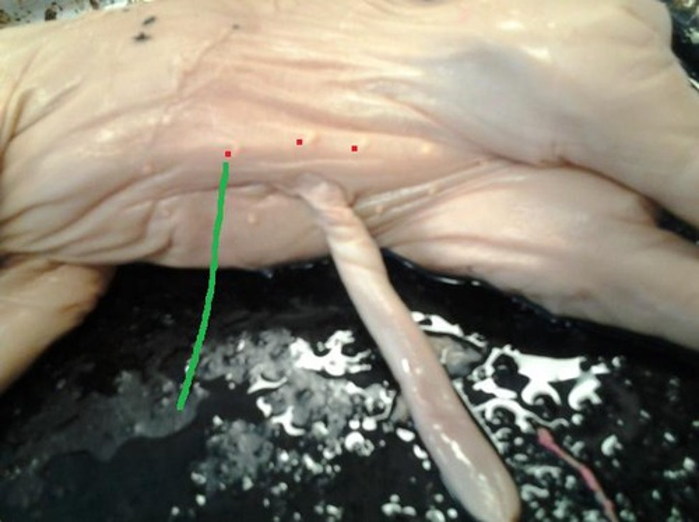 <p>Mammary papillae</p>