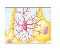 <p><span><span>Identify the type of glial cell shown</span></span></p>