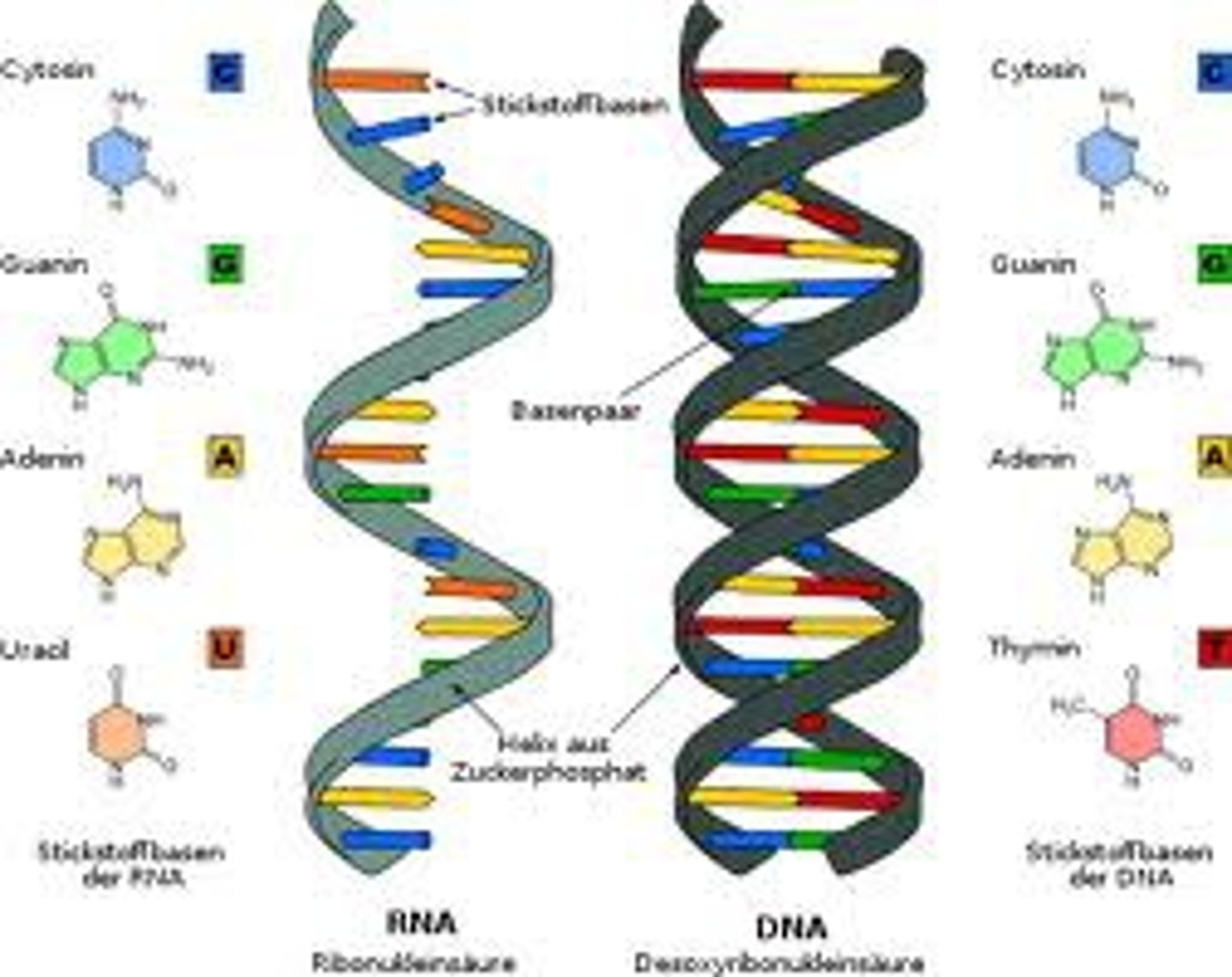 <p>DNA: looks like a spiralled ladder with parts divided by color(representing it's five monomers)</p><p>RNA: Looks like a half spiralled ladder.</p>