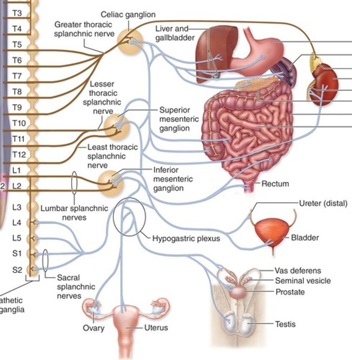 <p>It detects and transmits information from the special senses, skin, and proprioceptors to the CNS.</p>
