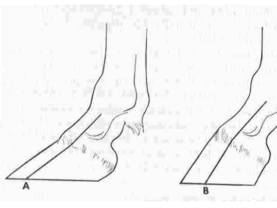 <p>no, but poor conformation can lead to lameness (see overgrown foot as example) and good conformation does not guarantee good performance</p>