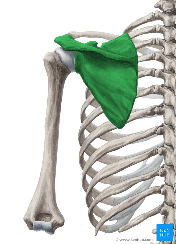 <p>What bone is this?</p>