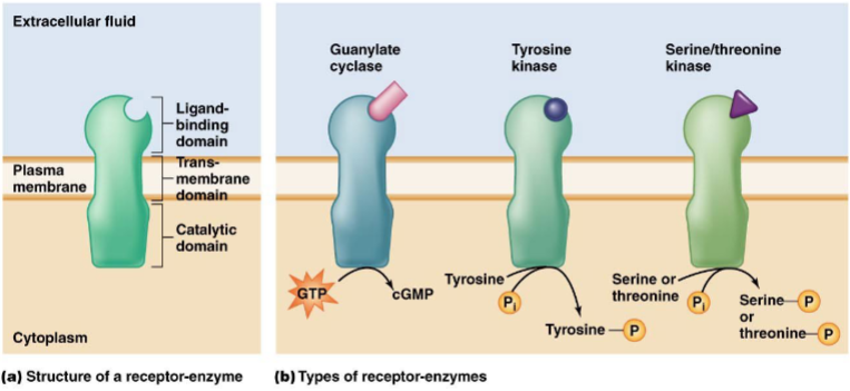 <ul><li><p>aka <mark data-color="yellow">enzyme-associated receptors</mark></p></li><li><p>this receptor is an enzyme/catalyst on its own, composed of a <mark data-color="blue">ligand-binding site for hormones </mark>and a <mark data-color="blue">catalytic site inside the cell</mark></p></li><li><p>three types: <mark data-color="yellow">guanylate cyclase, tyrosine kinase, serine/threonine kinase</mark></p></li><li><p>has a large effect due to <mark data-color="yellow">amplification</mark></p></li></ul>