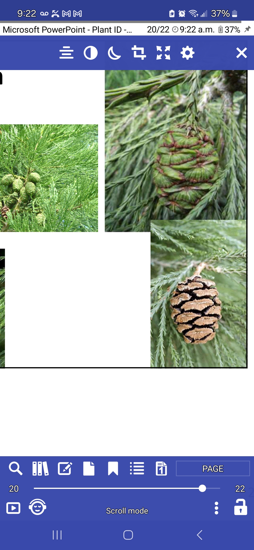 <p>Sierra redwood</p>