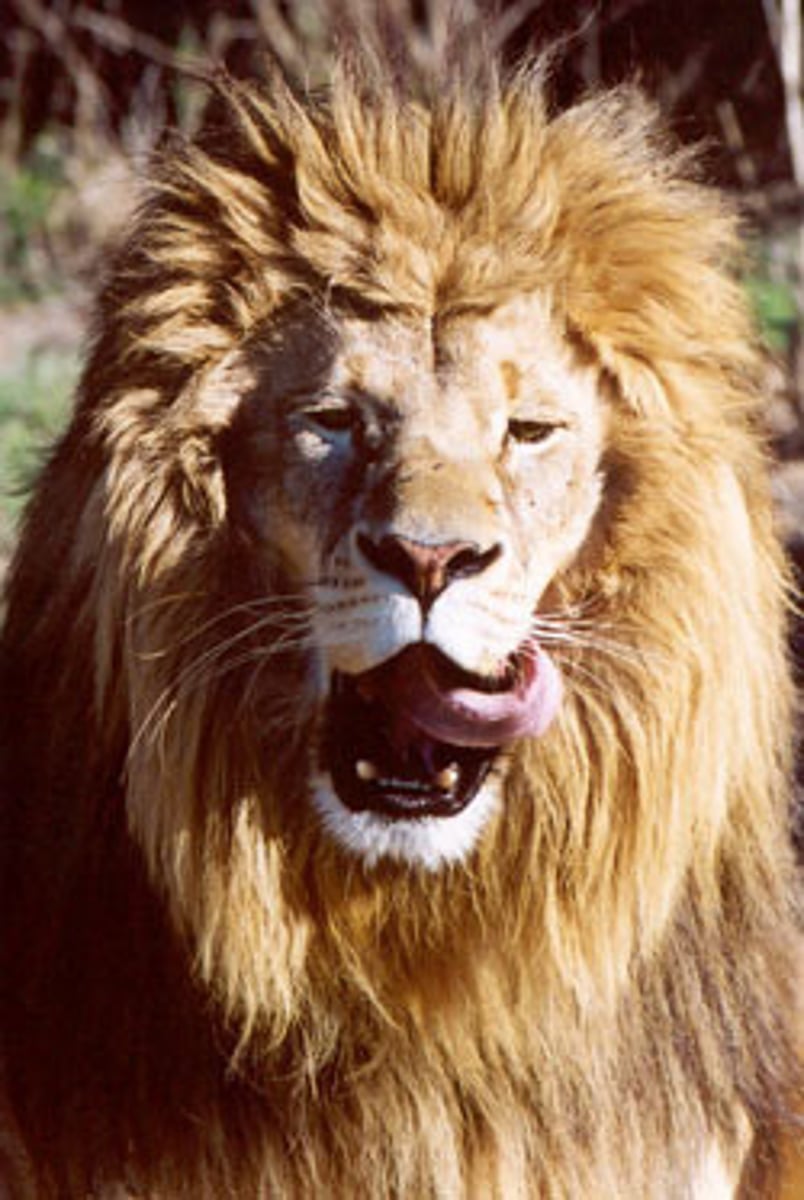 <p>An animal that eats other animals</p>