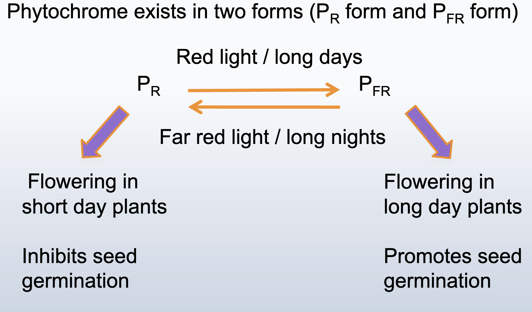 <p><span style="font-family: sans-serif">measures the length of the night (the dark period) </span></p>