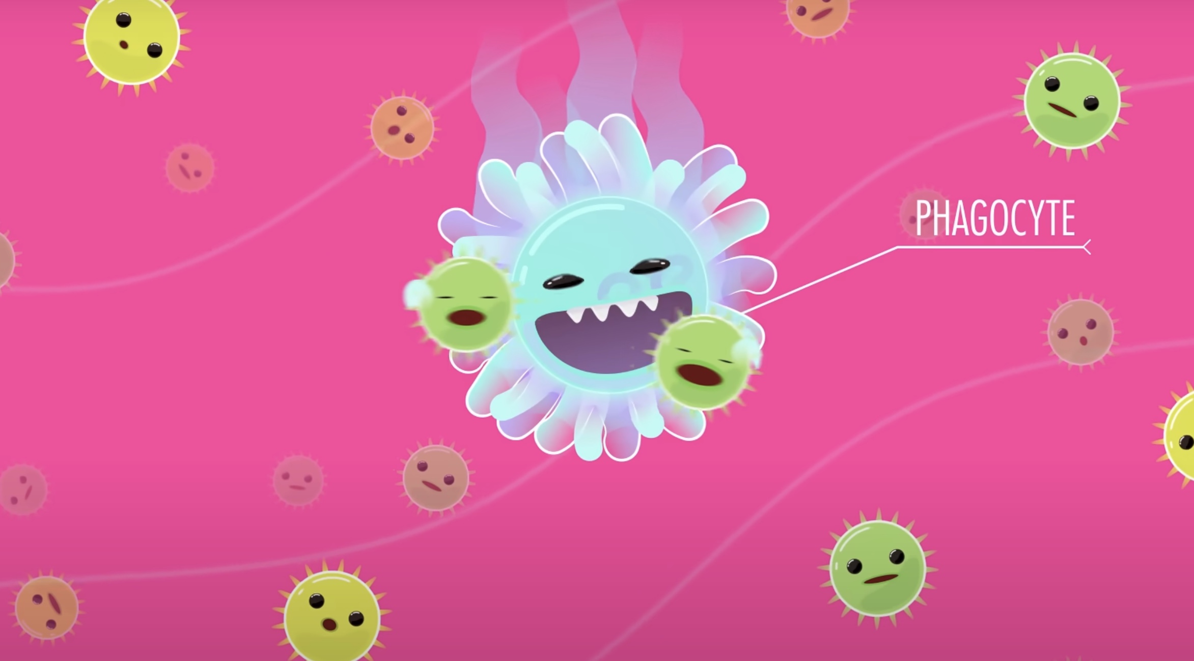 <p><strong>phagocyte</strong> </p>