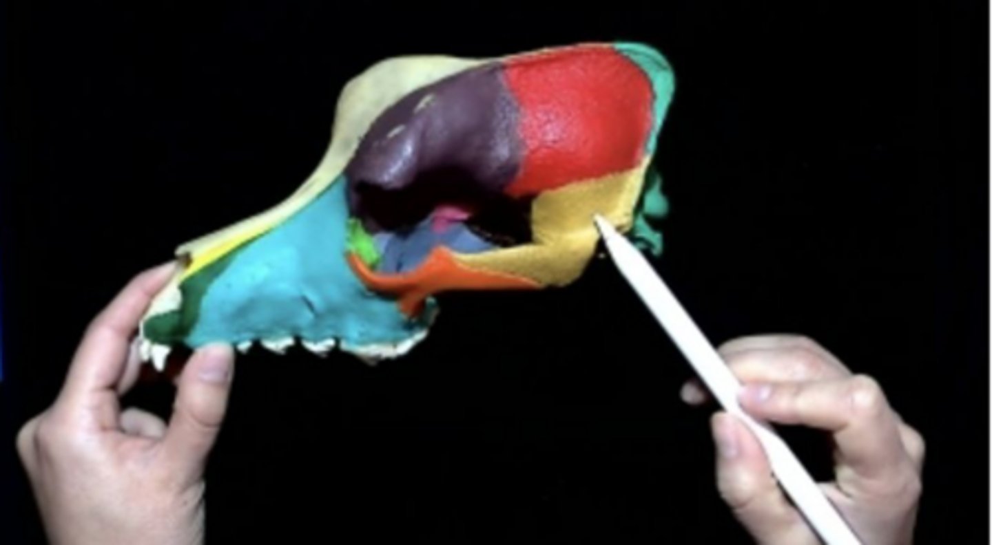 knowt flashcard image