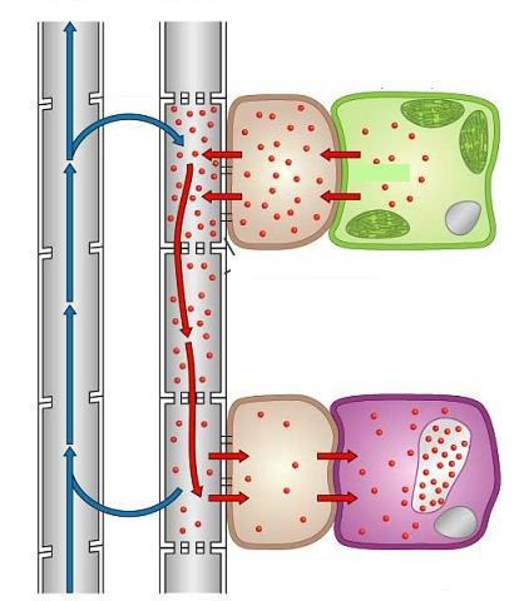 <p>Cohesion-tension for xylem and pressure flow for phloem.</p>