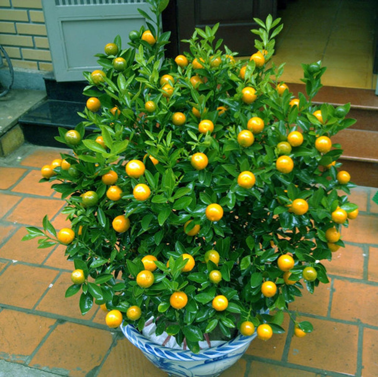 <p>(n) quả quất</p>