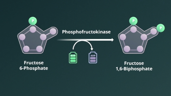 <p>Phosphofructokinase</p>