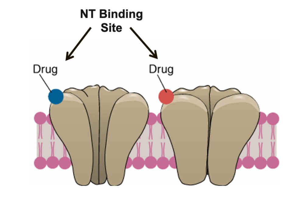 <p><span>Competitive binding</span></p>