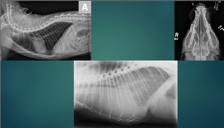 <p>Diagnosis - Radiography </p>