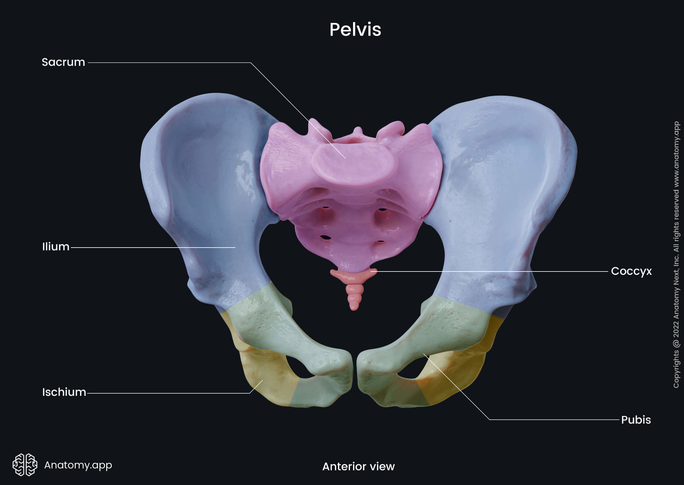 <p>Ossa Coxae, Sacrum, and coccyx</p>